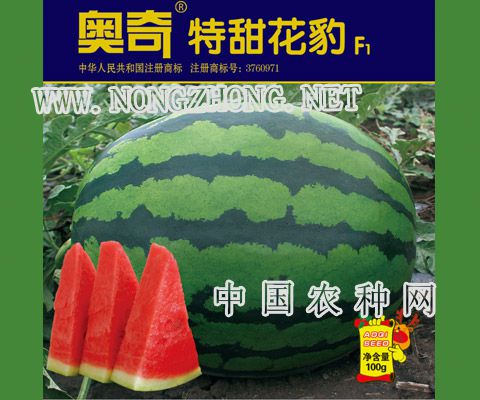 奥奇特甜花豹